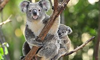 Australasia