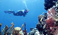Caribbean cruises