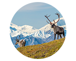 Wildlife