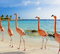 Caribbean Cruises